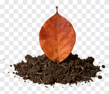 Orange Leaf Emerging From Soil PNG