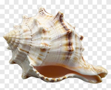 Seashell With Intricate Patterns PNG