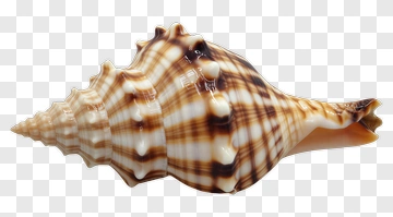 Seashell With Brown And White Pattern PNG