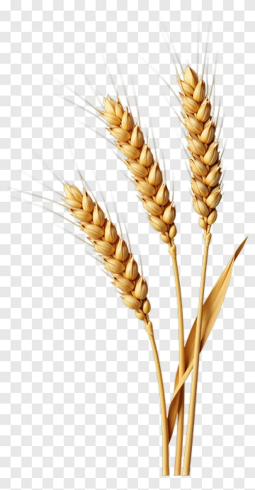 Golden Wheat Ears PNG