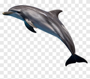 Dolphin Jumping PNG