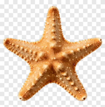 Starfish PNG