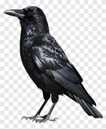 Black Crow Standing PNG