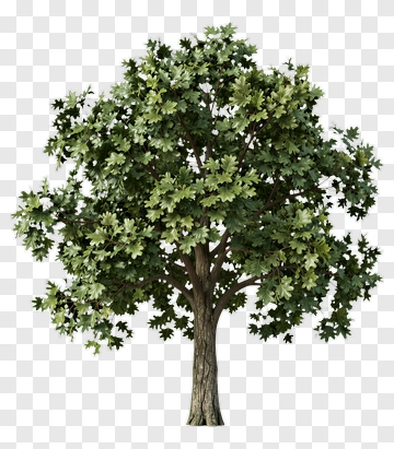 Oak Tree PNG