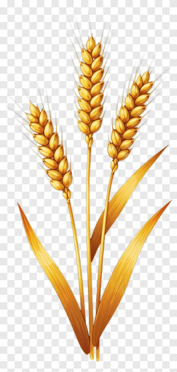 Golden Wheat Stalks PNG
