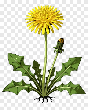 Yellow Dandelion With Green Leaves PNG