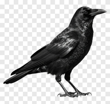 Crow In Monochrome PNG