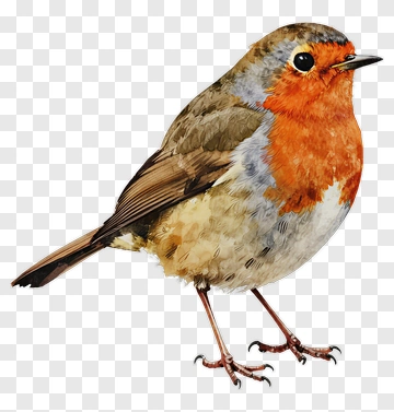 Watercolor Robin Bird PNG