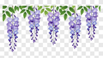 Wisteria Flower Blossom Vine PNG