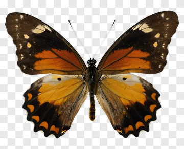 Butterfly With Orange And Brown Wings PNG