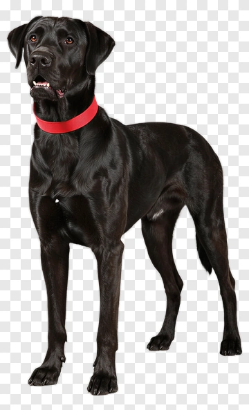 Black Dog With Red Collar PNG