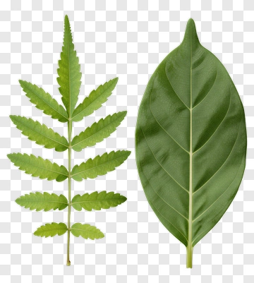 Two Types Of Green Leaves PNG