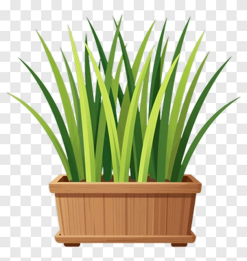 Grass Plant In Wooden Planter PNG