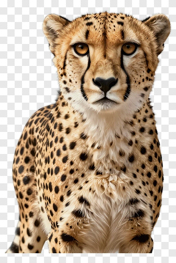 Cheetah With Spotted Fur PNG