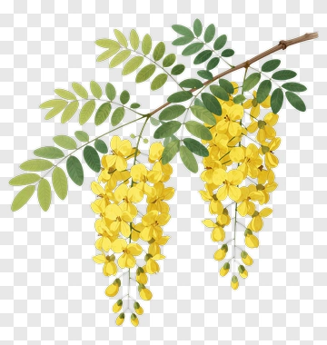 Yellow Flower Cluster On Leafy Branch PNG