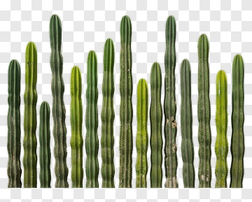 Cactus Plants In A Row PNG