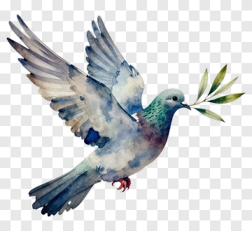 Watercolor Dove With Olive Branch PNG