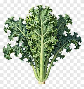 Kale PNG