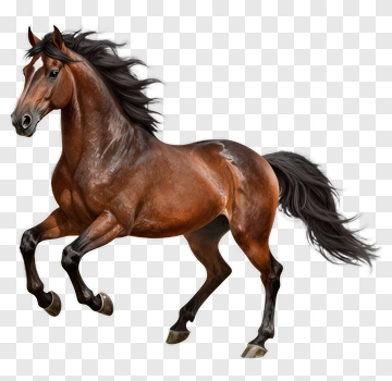 Running Horse PNG