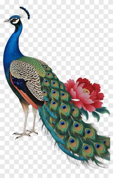 Peacock With Peony Flower PNG