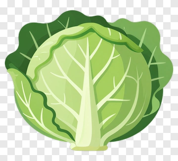 Cabbage Illustration PNG