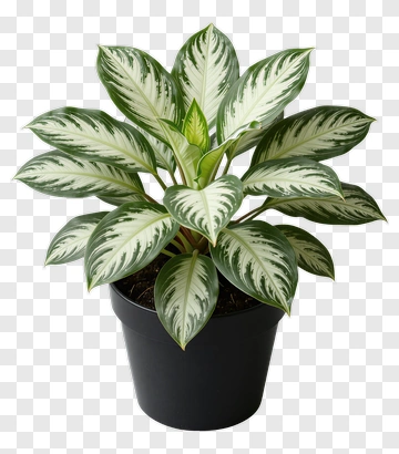 Variegated Leafy Plant In Black Pot PNG