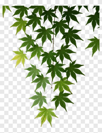 Maple Leaves Hanging Down PNG