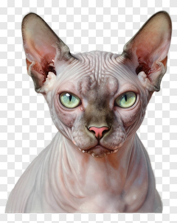Sphynx Cat Portrait PNG