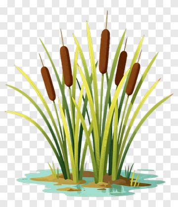 Cattail Plant With Brown Seed Heads PNG