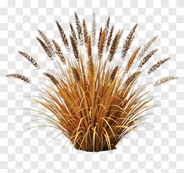 Golden Grass Plant PNG