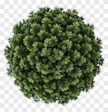 Top View Of A Dense Pine Tree PNG