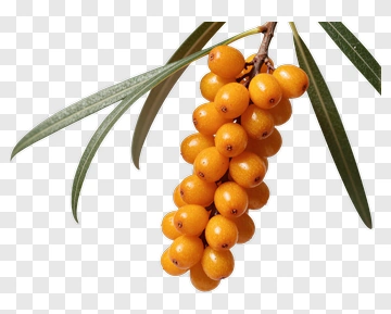 Sea Buckthorn Berries On Branch PNG