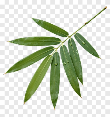 Bamboo Leaf With Water Droplets PNG