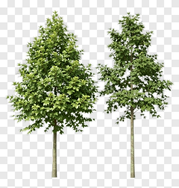 Two Trees PNG