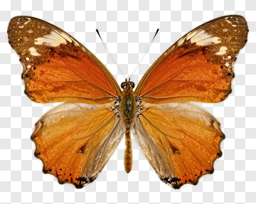 Orange And Brown Butterfly PNG