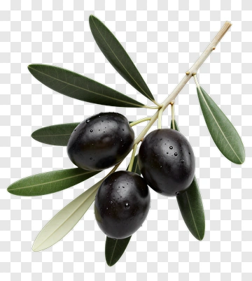 Black Olives On Branch With Leaves PNG