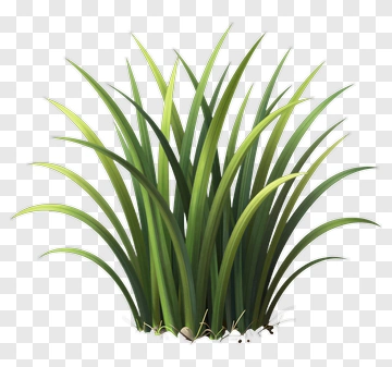 Cluster Of Green Grass PNG