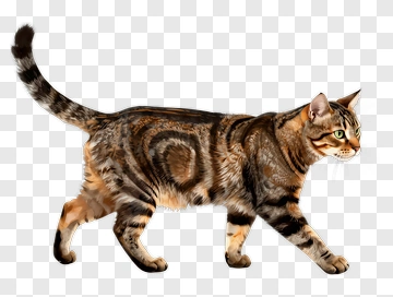 Striped Cat Walking PNG