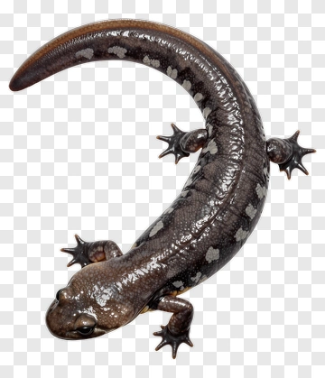 Newt With White Spots On Dark Brown Body PNG