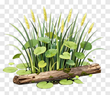 Reeds Lily Pads And Log PNG