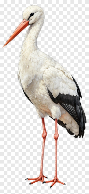 White Stork With Orange Beak And Legs PNG