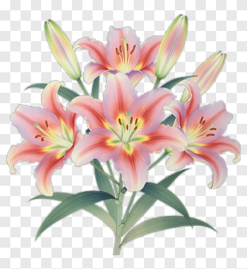 Pink Lily Bouquet In Watercolor PNG