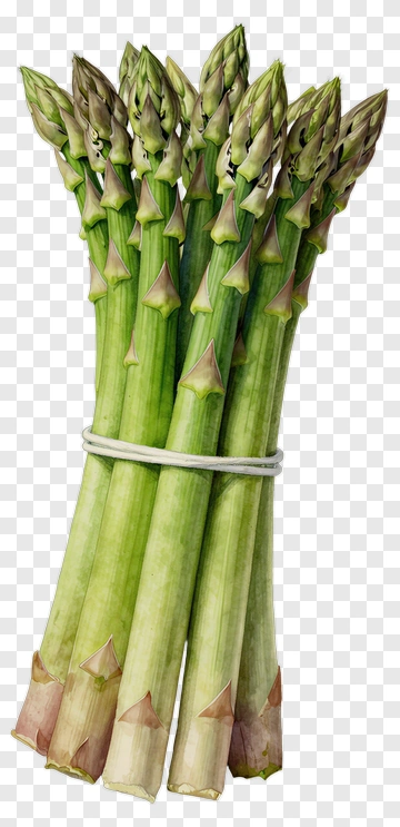 Bundled Asparagus PNG