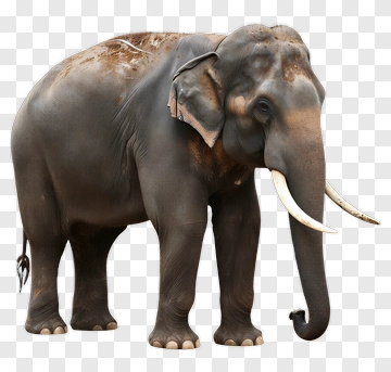 Elephant With Tusks And Dirt PNG