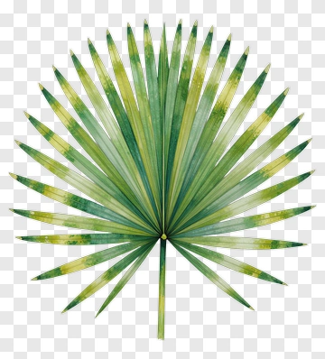 Watercolor Palm Leaf PNG