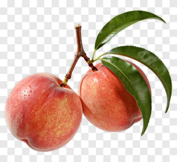 Two Peaches With Leaves PNG