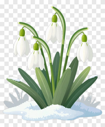 Snowdrop Flower In Winter PNG