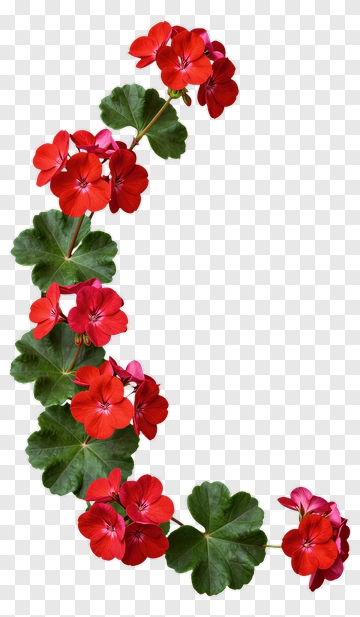Red Geranium Flower Arrangement PNG