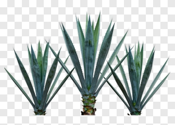 Agave Plant With Blue-Green Leaves PNG