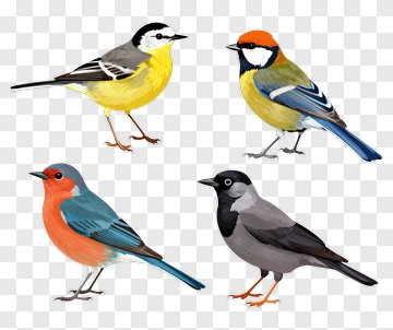 Four Colorful Birds Illustration PNG